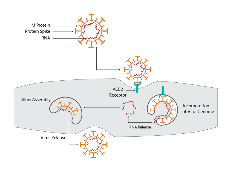 Steps of Coronovirus multiplication in a cell. Steps of Coronovirus multiplication in a cell.
